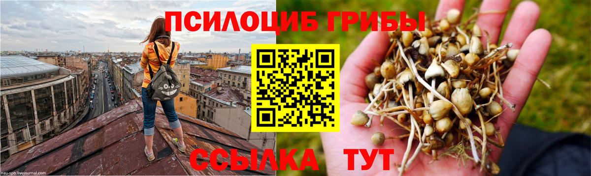 Галлюциногенные грибы Psilocybe  Вход с VPN  Фурманов 